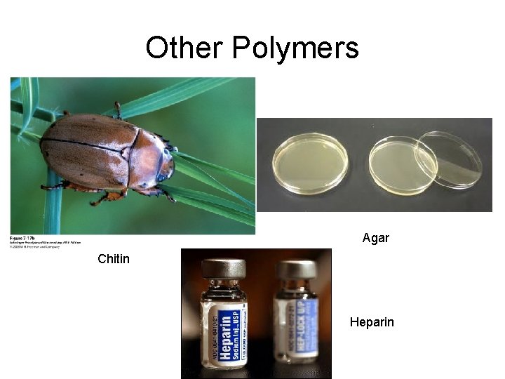 Other Polymers Agar Chitin Heparin 