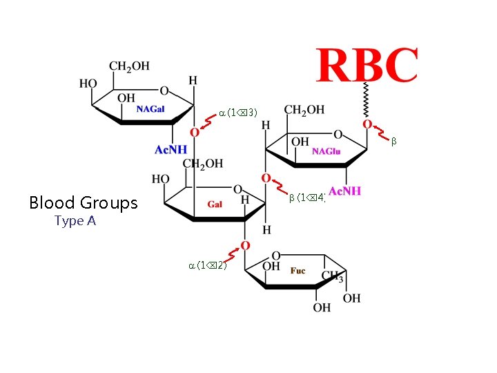  (1 3) Blood Groups (1 4) Type A (1 2) 
