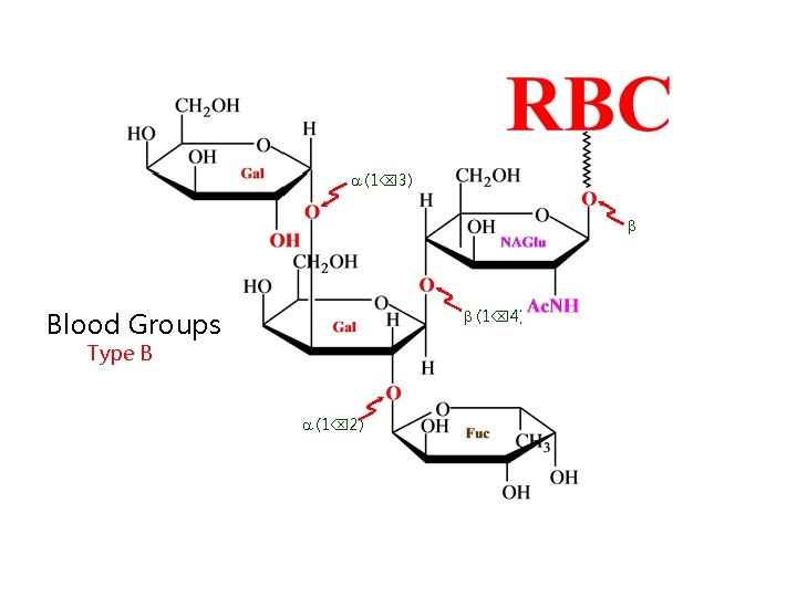  (1 3) Blood Groups (1 4) Type B (1 2) 