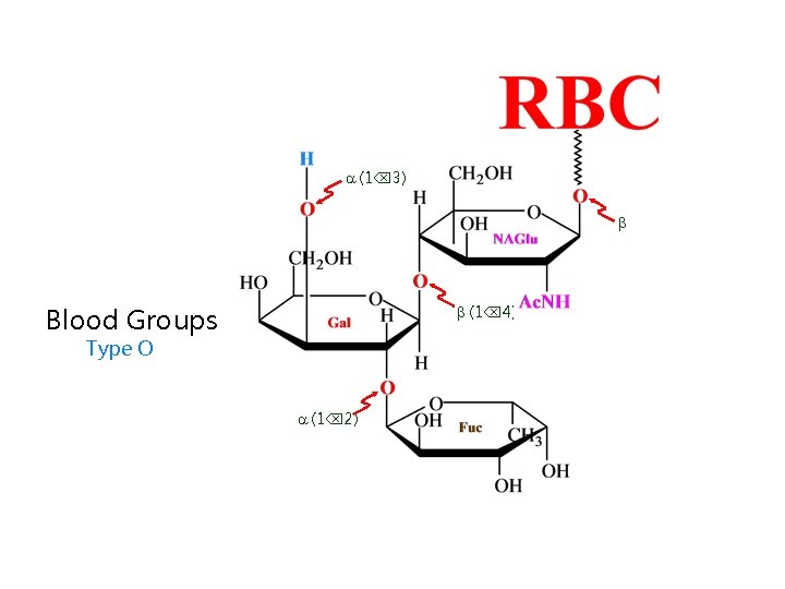  (1 3) Blood Groups (1 4) Type O (1 2) 