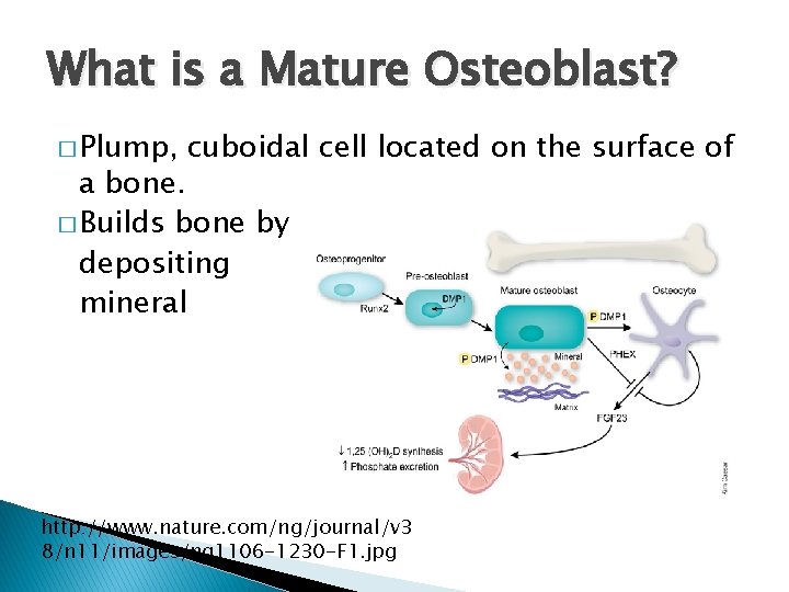 What is a Mature Osteoblast? � Plump, cuboidal cell located on the surface of