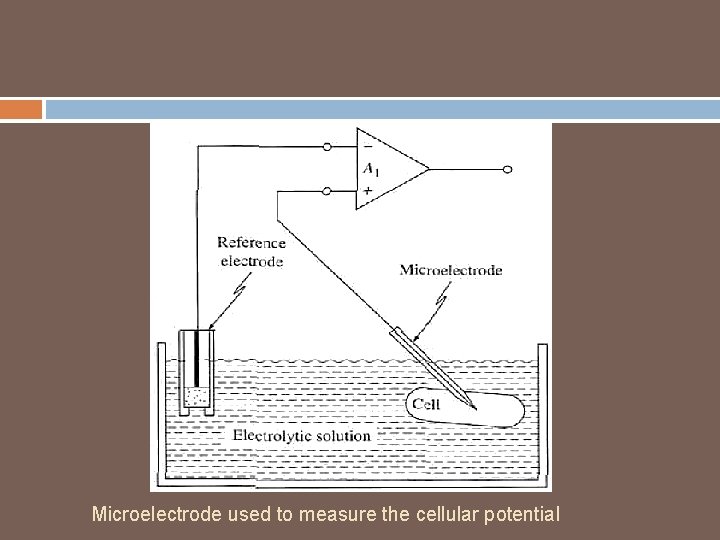 Microelectrode used to measure the cellular potential 