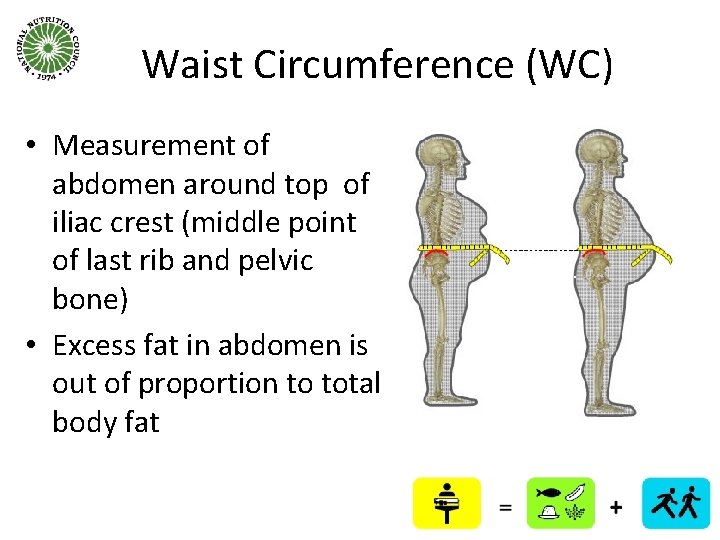 Waist Circumference (WC) • Measurement of abdomen around top of iliac crest (middle point