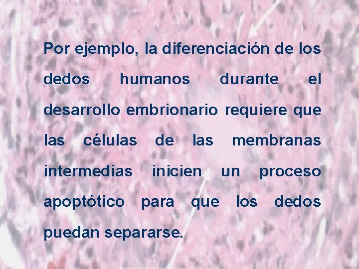 Por ejemplo, la diferenciación de los dedos humanos durante el desarrollo embrionario requiere que