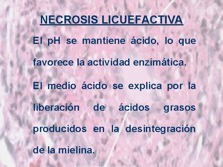 NECROSIS LICUEFACTIVA El p. H se mantiene ácido, lo que favorece la actividad enzimática.