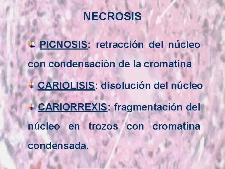 NECROSIS PICNOSIS: PICNOSIS retracción del núcleo condensación de la cromatina CARIOLISIS: CARIOLISIS disolución del