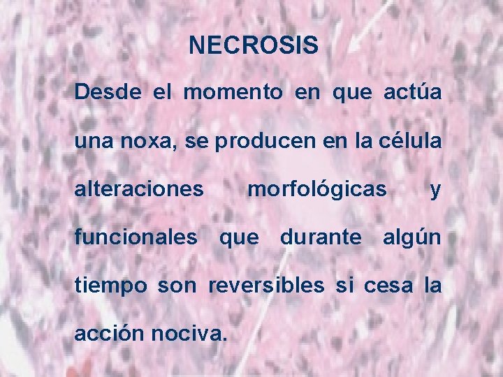 NECROSIS Desde el momento en que actúa una noxa, se producen en la célula