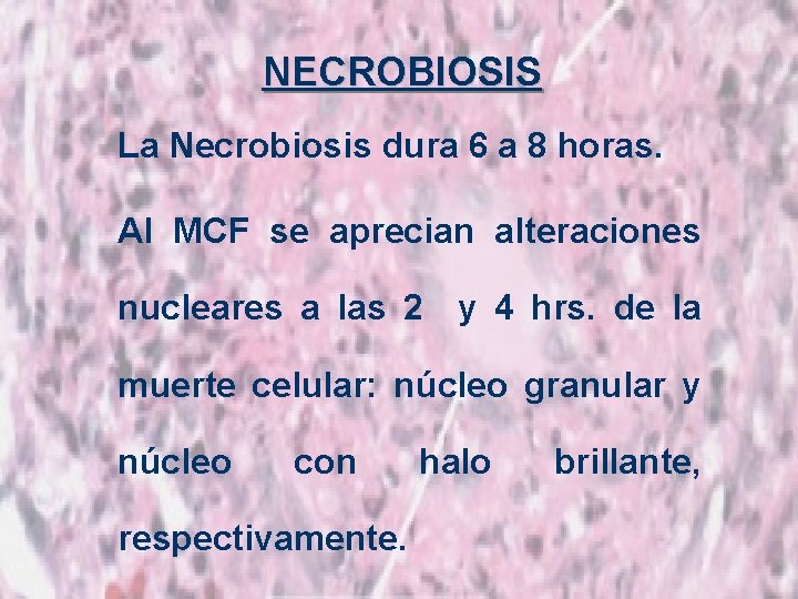 NECROBIOSIS La Necrobiosis dura 6 a 8 horas. Al MCF se aprecian alteraciones nucleares