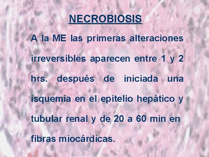 NECROBIOSIS A la ME las primeras alteraciones irreversibles aparecen entre 1 y 2 hrs.