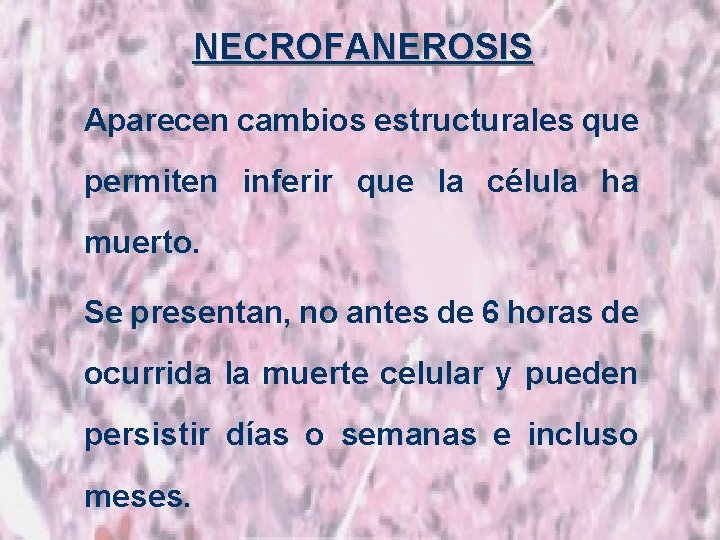 NECROFANEROSIS Aparecen cambios estructurales que permiten inferir que la célula ha muerto. Se presentan,