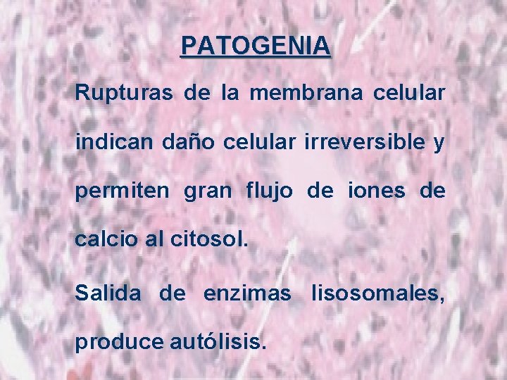 PATOGENIA Rupturas de la membrana celular indican daño celular irreversible y permiten gran flujo