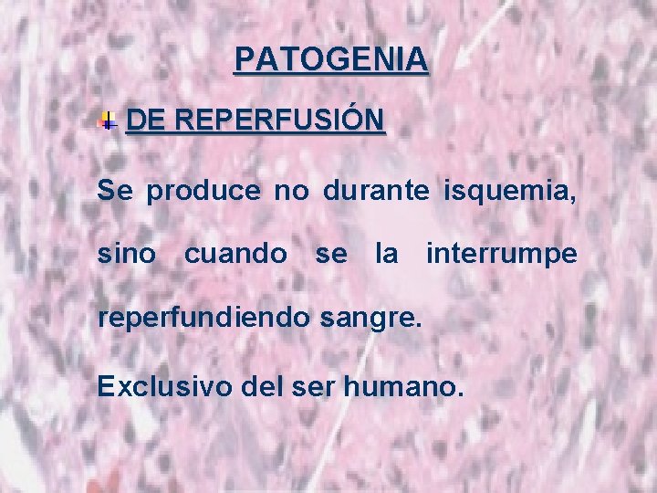 PATOGENIA DE REPERFUSIÓN Se produce no durante isquemia, sino cuando se la interrumpe reperfundiendo