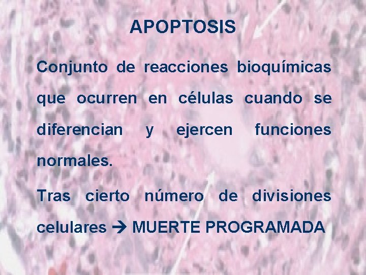 APOPTOSIS Conjunto de reacciones bioquímicas que ocurren en células cuando se diferencian y ejercen