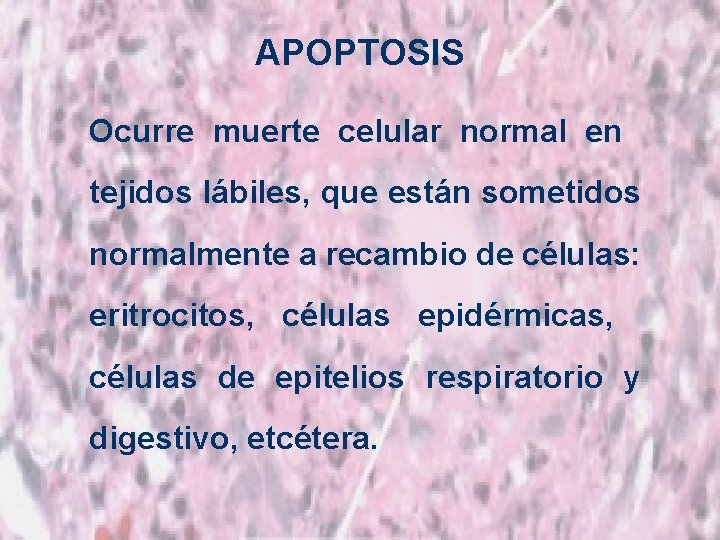 APOPTOSIS Ocurre muerte celular normal en tejidos lábiles, que están sometidos normalmente a recambio