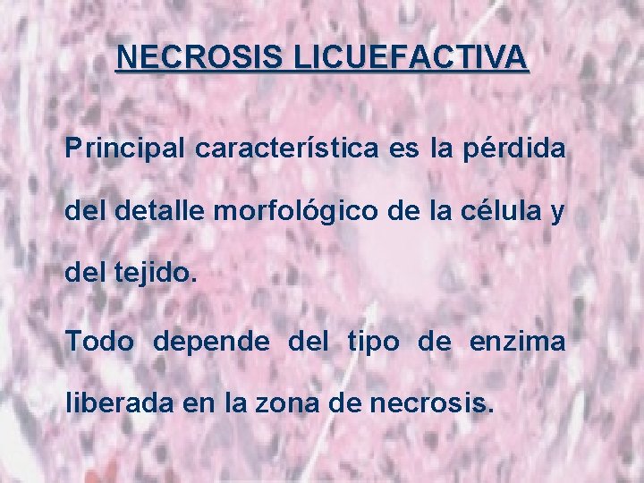 NECROSIS LICUEFACTIVA Principal característica es la pérdida del detalle morfológico de la célula y