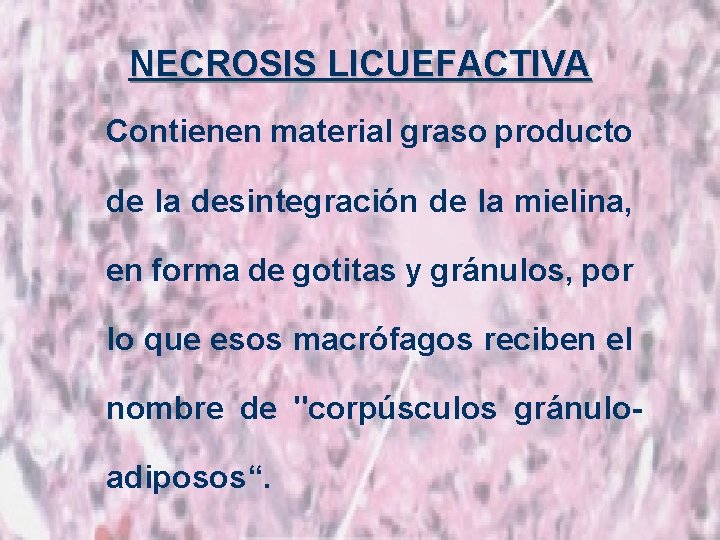 NECROSIS LICUEFACTIVA Contienen material graso producto de la desintegración de la mielina, en forma