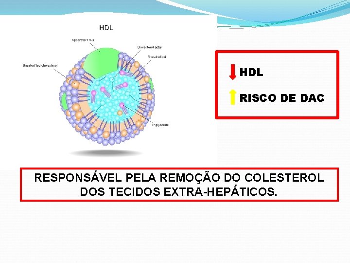 HDL RISCO DE DAC RESPONSÁVEL PELA REMOÇÃO DO COLESTEROL DOS TECIDOS EXTRA-HEPÁTICOS. 