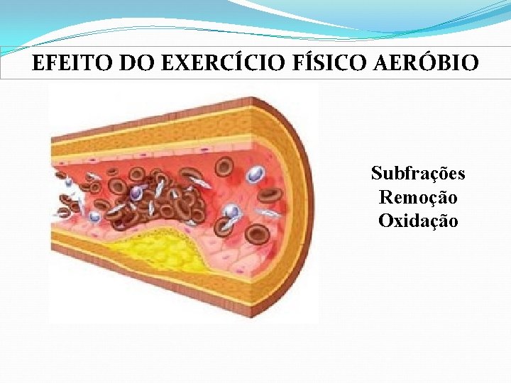 EFEITO DO EXERCÍCIO FÍSICO AERÓBIO Subfrações Remoção Oxidação 