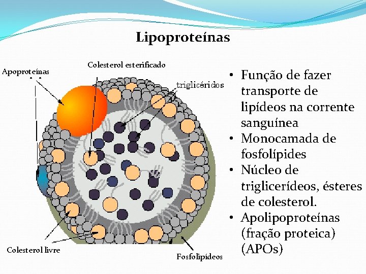 Lipoproteínas Apoproteínas Colesterol livre Colesterol esterificado Fosfolipídeos • Função de fazer transporte de lipídeos