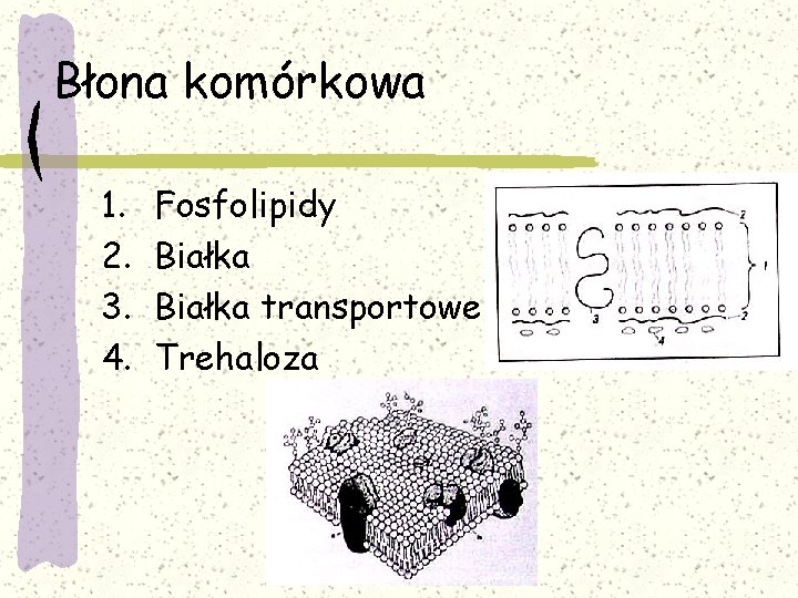 Błona komórkowa 1. 2. 3. 4. Fosfolipidy Białka transportowe Trehaloza 