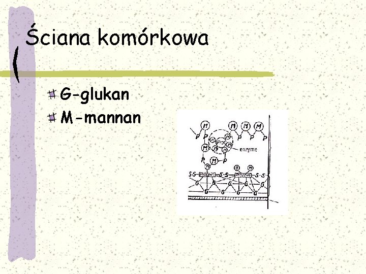 Ściana komórkowa G-glukan M-mannan 
