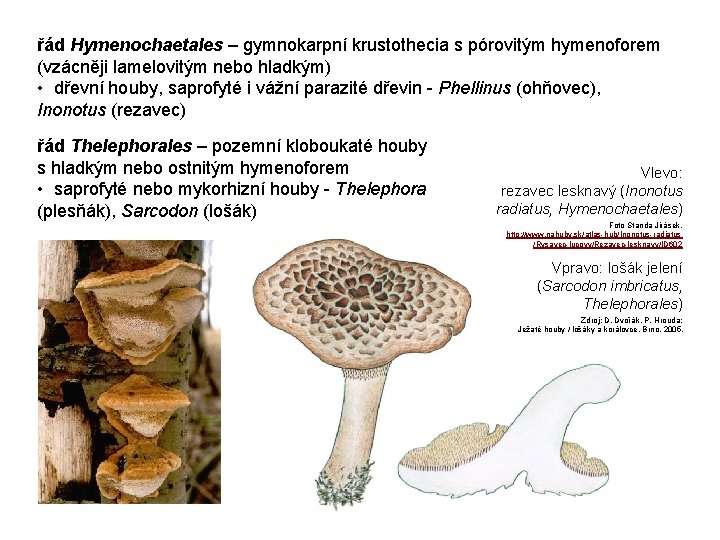 řád Hymenochaetales – gymnokarpní krustothecia s pórovitým hymenoforem (vzácněji lamelovitým nebo hladkým) • dřevní