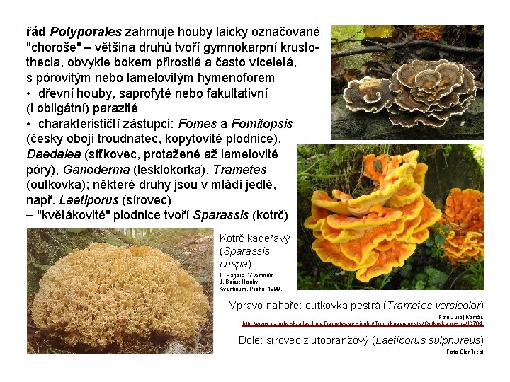 řád Polyporales zahrnuje houby laicky označované "choroše" – většina druhů tvoří gymnokarpní krustothecia, obvykle