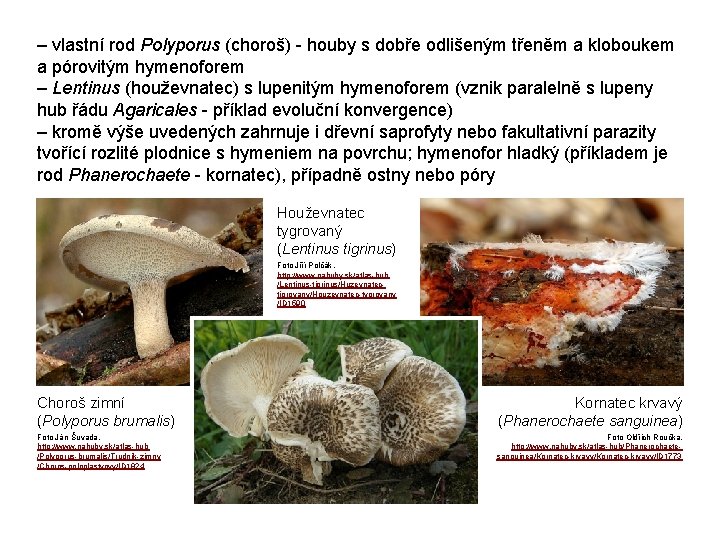 – vlastní rod Polyporus (choroš) - houby s dobře odlišeným třeněm a kloboukem a