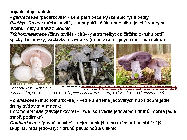 nejdůležitější čeledi: Agaricacaeae (pečárkovité) - sem patří pečárky (žampiony) a bedly Psathyrellaceae (křehutkovité) -