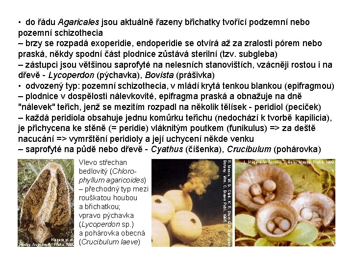  • do řádu Agaricales jsou aktuálně řazeny břichatky tvořící podzemní nebo pozemní schizothecia