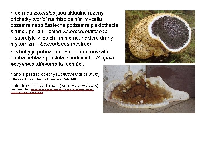  • do řádu Boletales jsou aktuálně řazeny břichatky tvořící na rhizoidálním myceliu pozemní