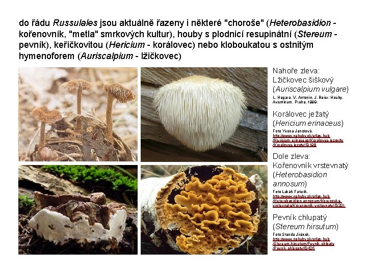 do řádu Russulales jsou aktuálně řazeny i některé "choroše" (Heterobasidion - kořenovník, "metla" smrkových