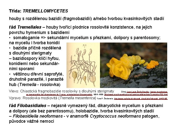 Třída: TREMELLOMYCETES houby s rozdělenou bazidií (fragmobazidií) a/nebo tvorbou kvasinkovitých stadií řád Tremellales –
