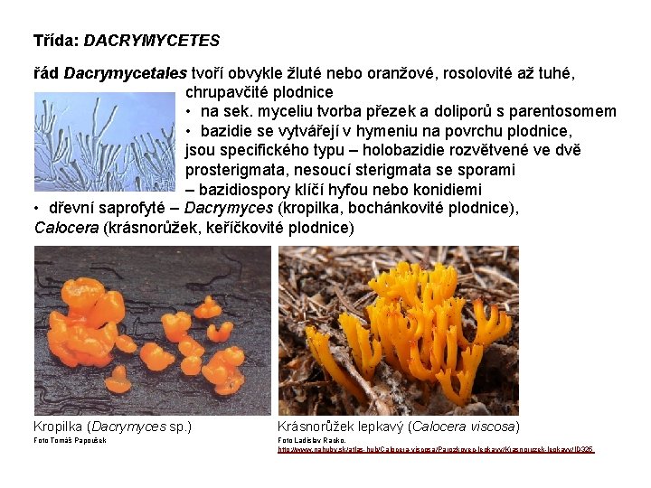 Třída: DACRYMYCETES řád Dacrymycetales tvoří obvykle žluté nebo oranžové, rosolovité až tuhé, chrupavčité plodnice