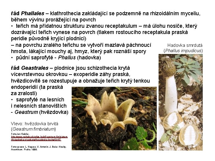 řád Phallales – klathrothecia zakládající se podzemně na rhizoidálním myceliu, během vývinu prorážející na