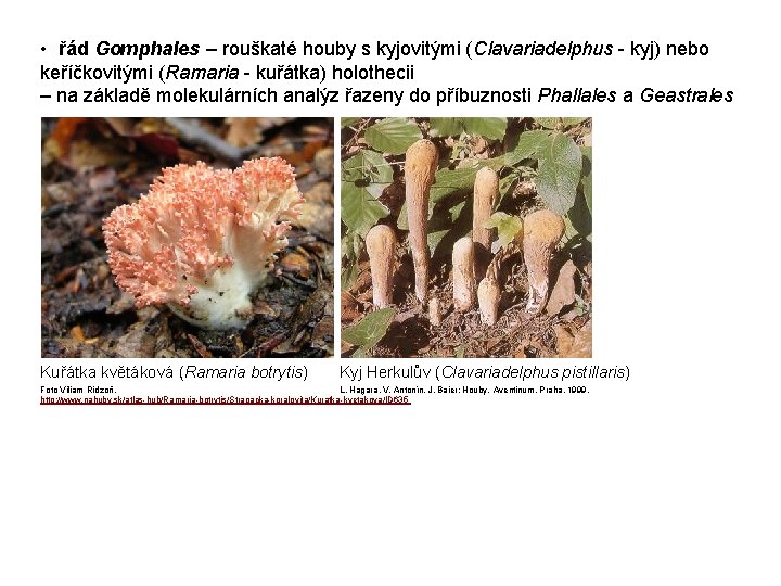  • řád Gomphales – rouškaté houby s kyjovitými (Clavariadelphus - kyj) nebo keříčkovitými
