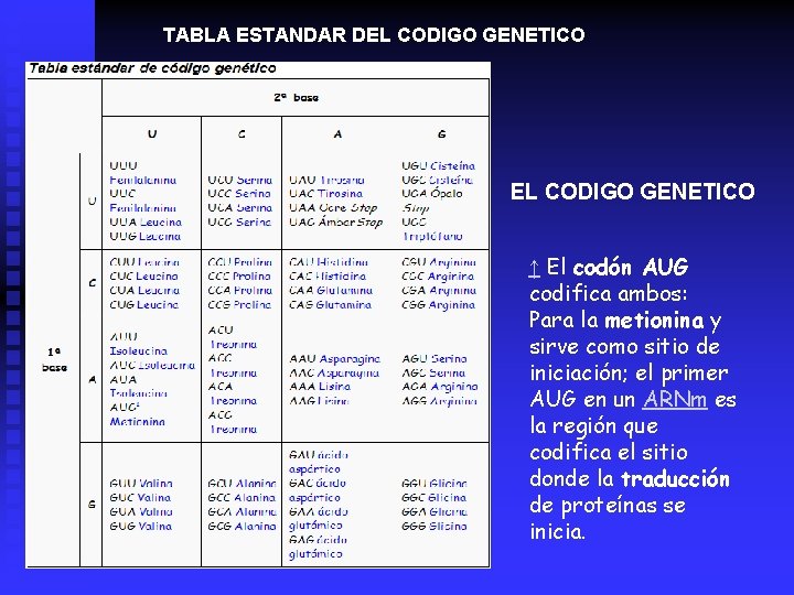 TABLA ESTANDAR DEL CODIGO GENETICO ↑ El codón AUG codifica ambos: Para la metionina