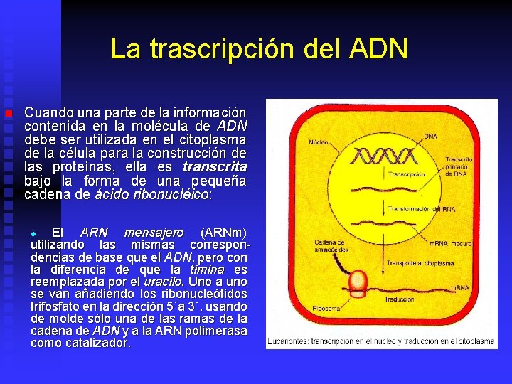 La trascripción del ADN n Cuando una parte de la información contenida en la