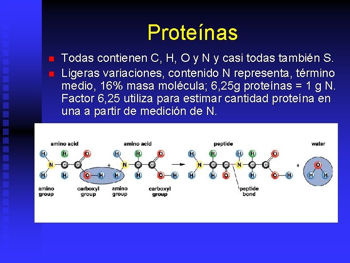 Proteínas n n Todas contienen C, H, O y N y casi todas también