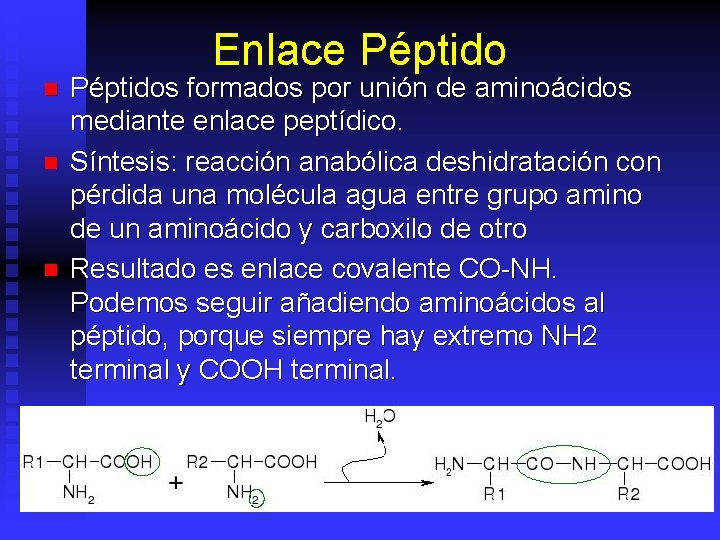 Enlace Péptido n n n Péptidos formados por unión de aminoácidos mediante enlace peptídico.