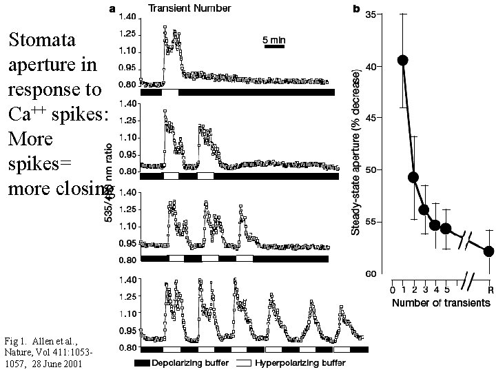 Stomata aperture in response to Ca++ spikes: More spikes= more closing Fig 1. Allen