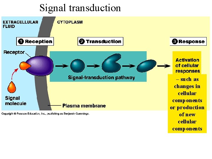 Signal transduction – such as changes in cellular components or production of new cellular