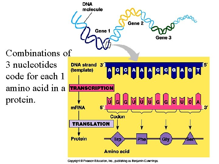 Combinations of 3 nucleotides code for each 1 amino acid in a protein. 
