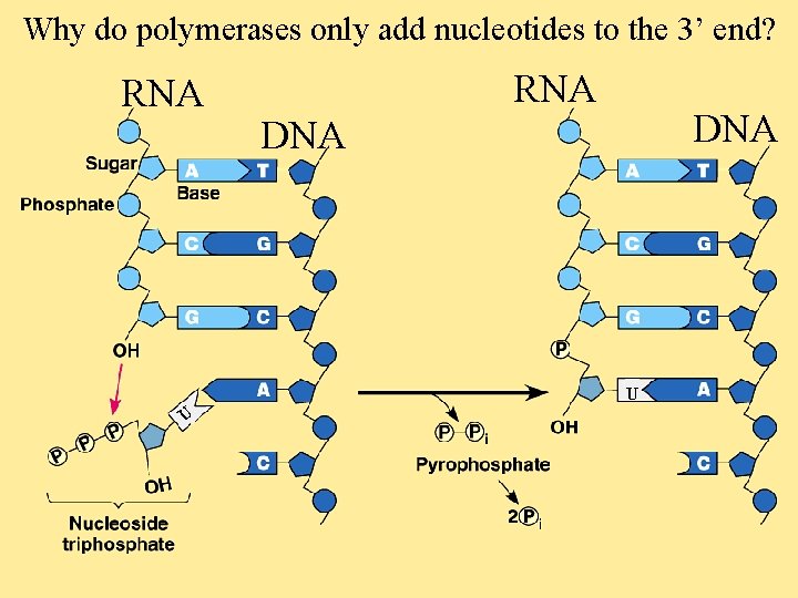 Why do polymerases only add nucleotides to the 3’ end? RNA DNA U U