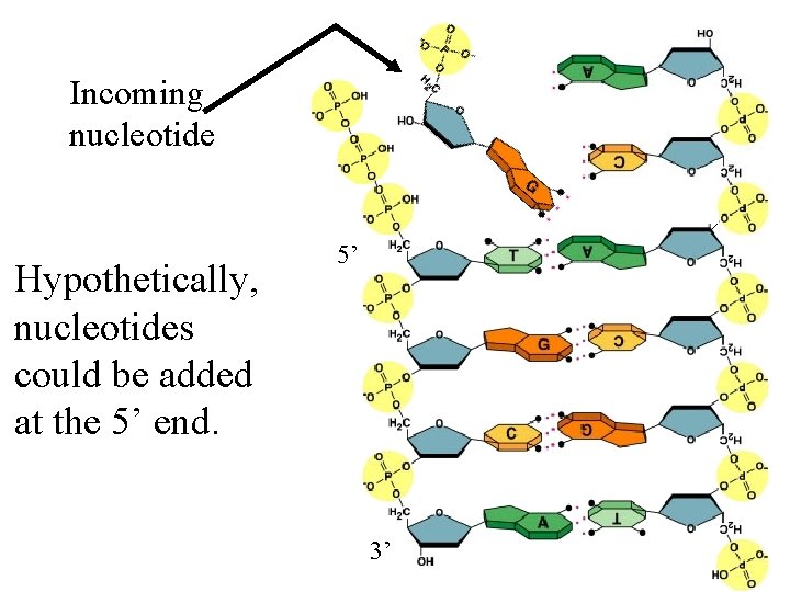 Incoming nucleotide Hypothetically, nucleotides could be added at the 5’ end. 5’ 3’ 