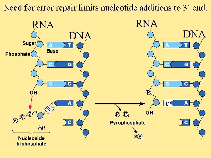 Need for error repair limits nucleotide additions to 3’ end. RNA DNA U U