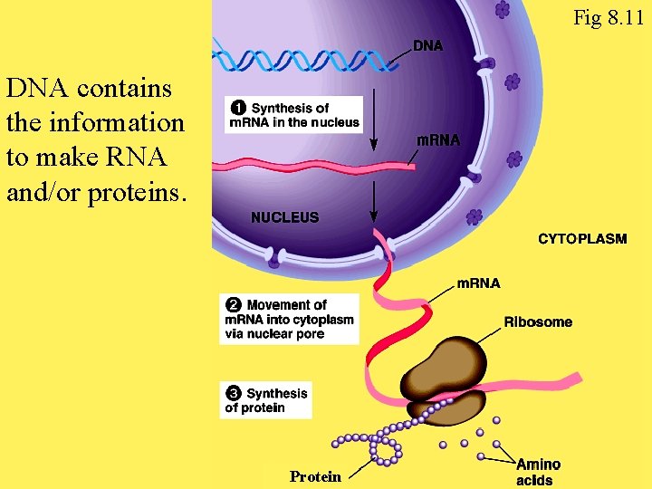 Fig 8. 11 DNA contains the information to make RNA and/or proteins. Protein 