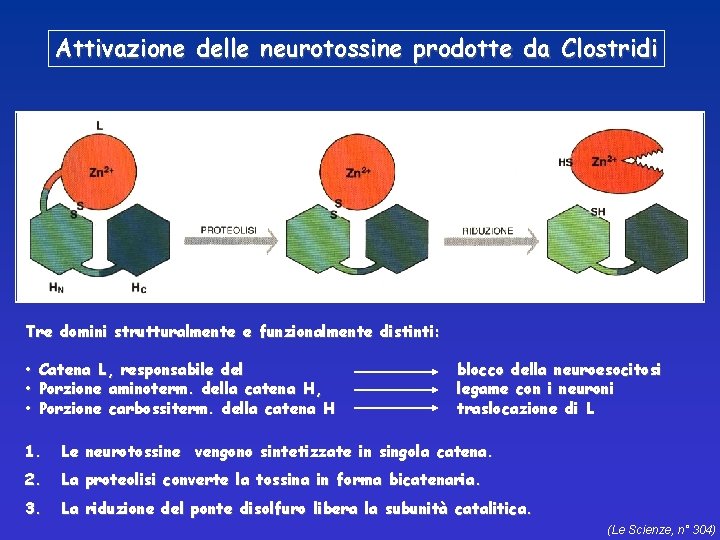 Attivazione delle neurotossine prodotte da Clostridi Tre domini strutturalmente e funzionalmente distinti: • Catena