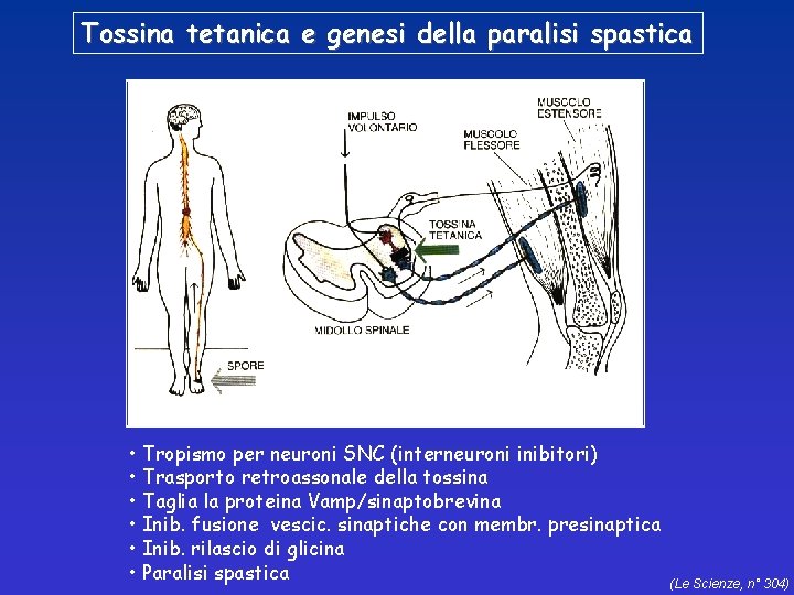 Tossina tetanica e genesi della paralisi spastica • Tropismo per neuroni SNC (interneuroni inibitori)