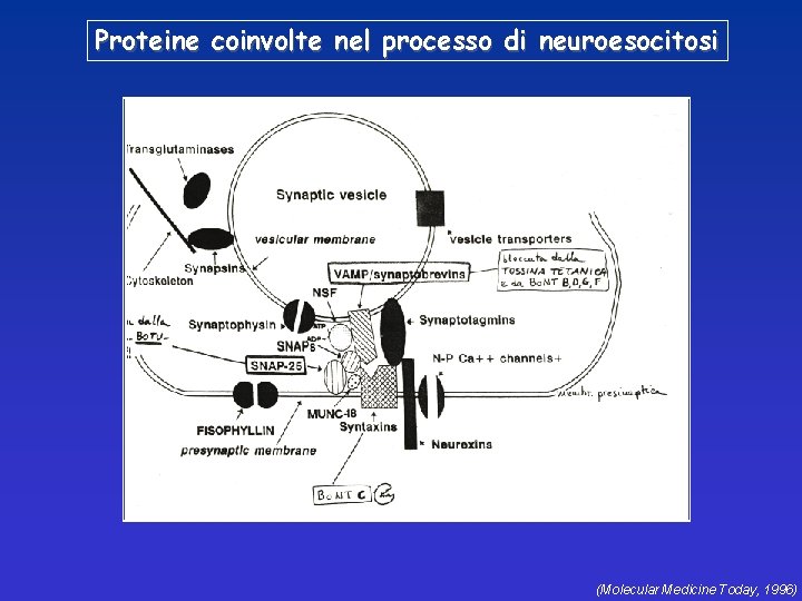 Proteine coinvolte nel processo di neuroesocitosi (Molecular Medicine Today, 1996) 